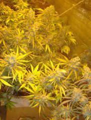 Cookies Kush