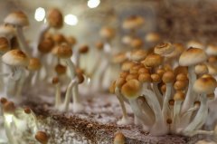 mashroom town