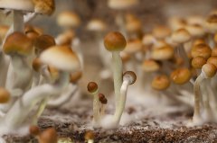 mashroom town