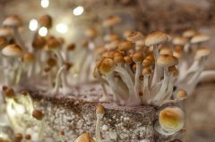 mashroom town