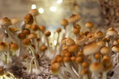 mashroom town