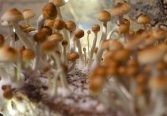 mashroom town