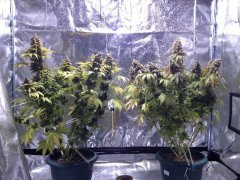 Blueberry, Durban Poison 16 недель