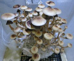 Psilocybe cubensis НA+