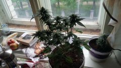 IMG_20180524_112605_320.jpg