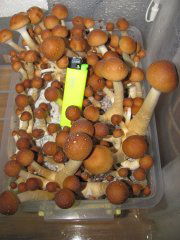 Psilocybe Cubensis Mexicana