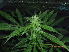 Auto Purple Kush