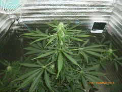 Auto Purple Kush