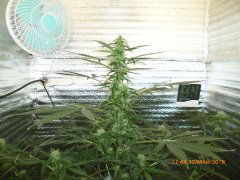 Auto Purple Kush