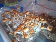 Mashroom town