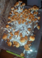 mashroom town