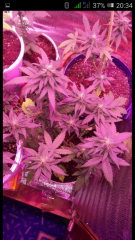 Screenshot_2018-05-23-20-34-10.png