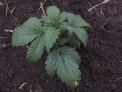 ananas_1301.jpg