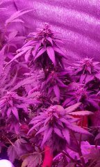 2018-6-1 13-37-7.jpg