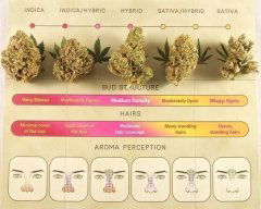 buds_classification.JPG