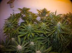 Cannalope Haze