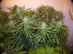 Pineapple Chunk