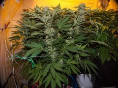 Sweet 'n Sour Outdoor