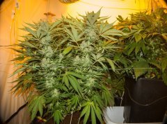 Sweet 'n Sour Outdoor