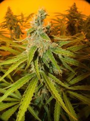 Pineapple Chunk
