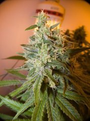 Pineapple Chunk