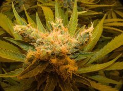 Sweet 'n Sour Outdoor