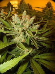Sweet 'n Sour Outdoor