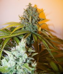 Cannalope Haze/DNA Genetics