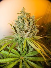 Cannalope Haze/DNA Genetics