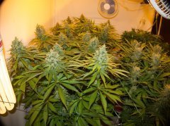 Cannalope Haze/DNA Genetics
