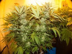 Sweet'n Sour Outdoor/Spliff Seeds