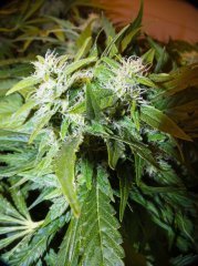 Satori/ Mandala Seeds