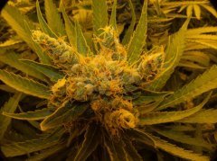 Sweet'n Sour Outdoor/Spliff Seeds