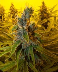 Pineapple Chunk