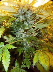 Satori/ Mandala Seeds