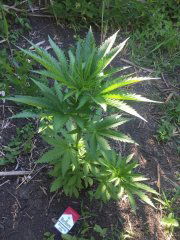 Ananas Funk_14.JPG