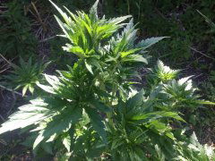 manyleaves_14.JPG