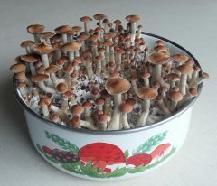 Z - стрейн.