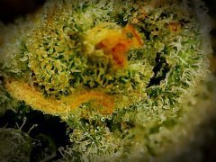 Chocolope