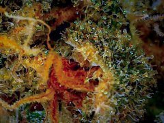 Chocolope 