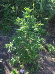 manyleaves_421.JPG