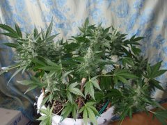 Red Devil Auto от Бро Negoro