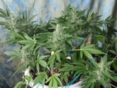 Red Devil Auto от Бро Negoro