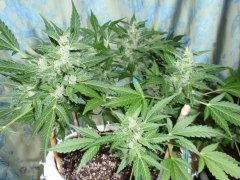 Red Devil Auto от Бро Negoro