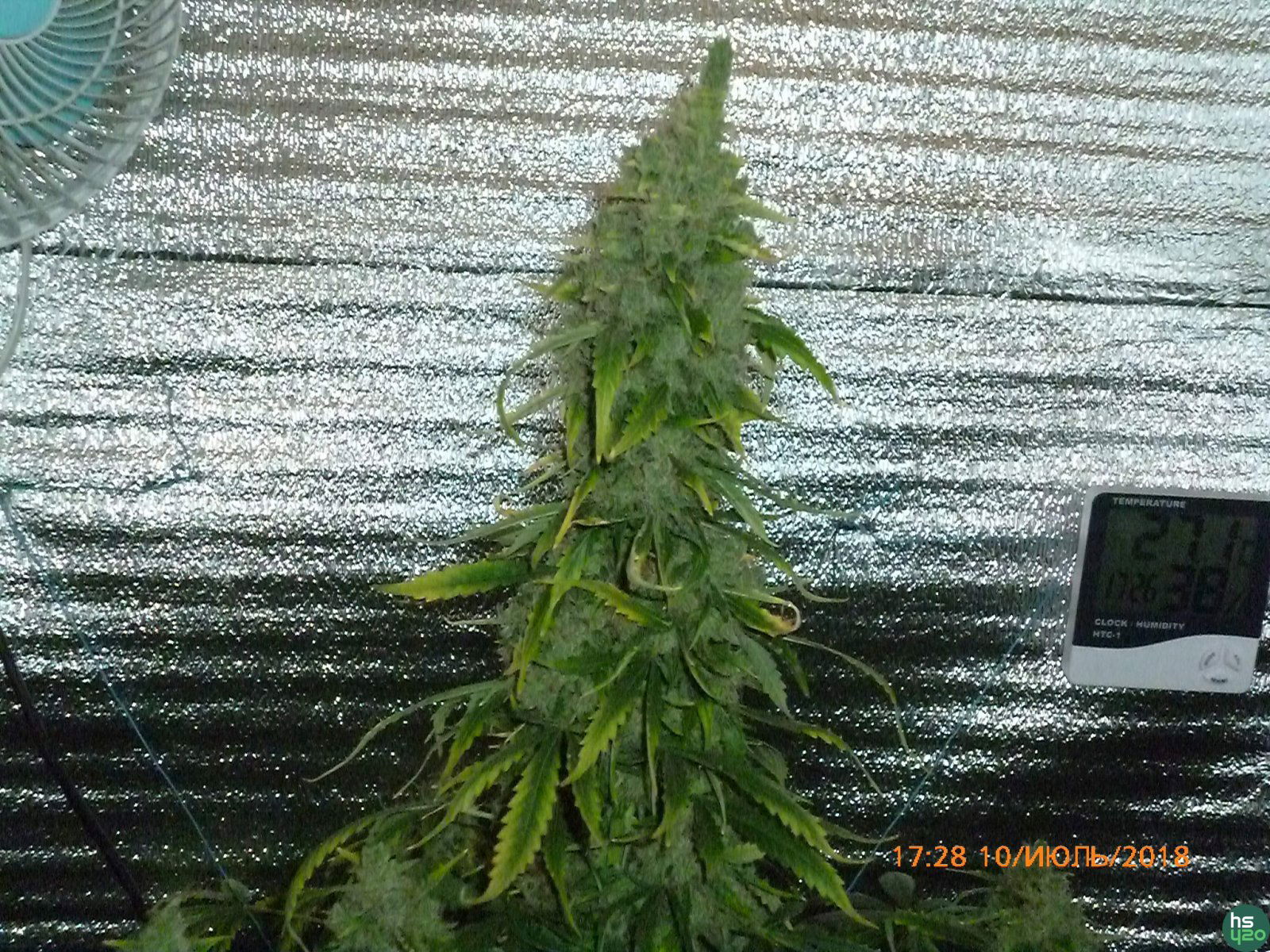 Auto Purple Kush