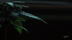 5b256ff1a291e_-2.png.d718db425f5c4a35ca495d85e4ca0aff.png