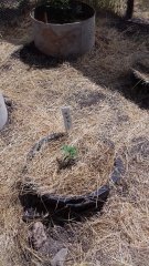 5b4398d979d9f_--whitekrimwidow1.jpg
