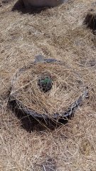 крымские-семечки-yaltakush1.jpg
