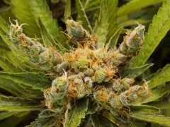 Sweet'n Sour Outdoor