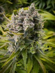 Cannalope Haze